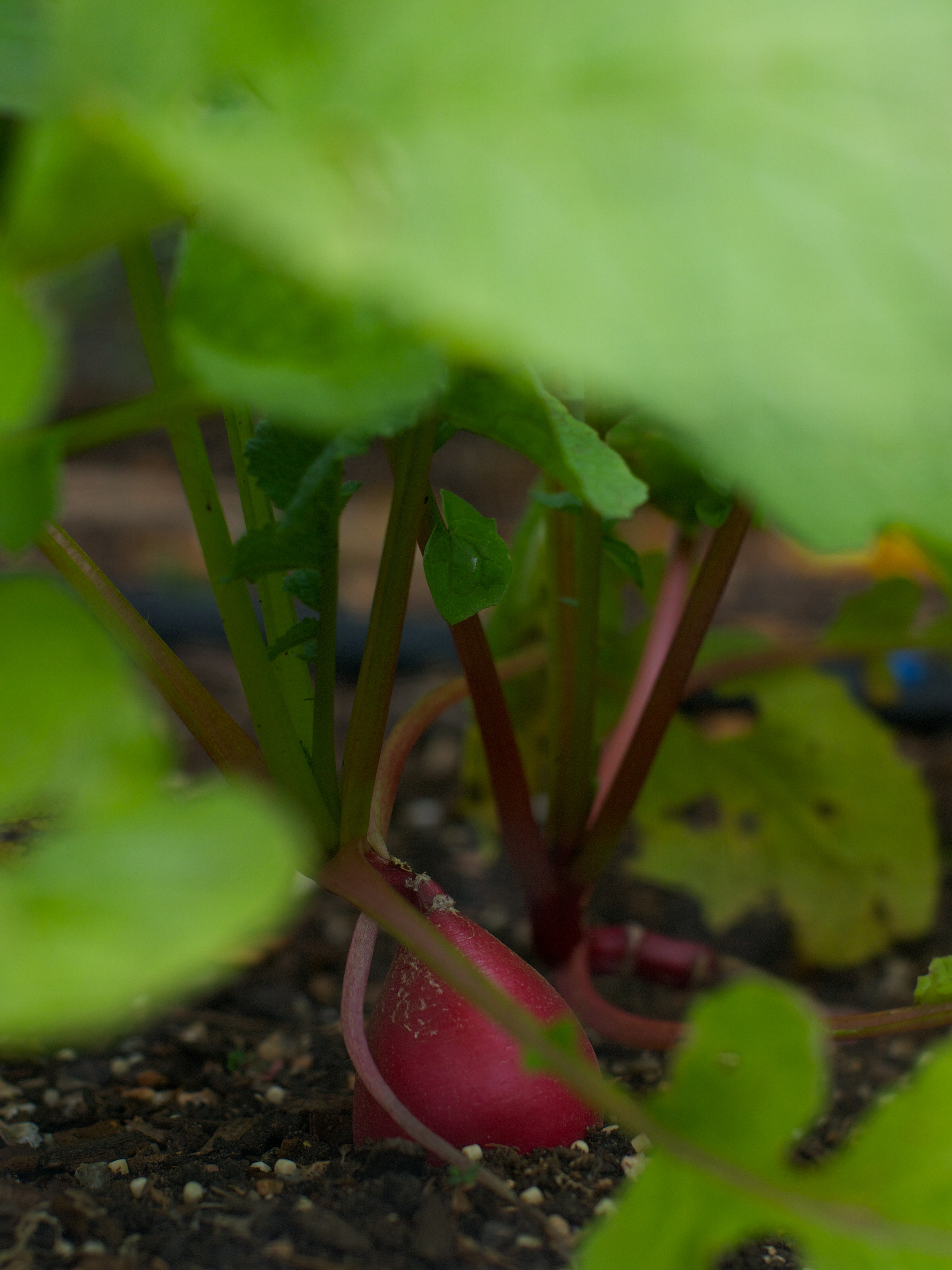 Radish